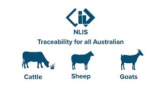 How the National Livestock Identification System NLIS works [upl. by Airtemed]