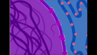 Endomembrane Project Scenario A [upl. by Alokin]