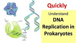 DNA Replication in Prokaryotes [upl. by Ynttirb]