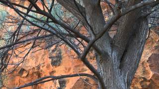 Through our Eyes  Mulga trees with Mark Sutton [upl. by Occer]