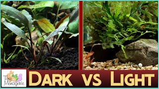 Comparing Dark and Light Aquarium Substrate Fluval Stratum vs Gravel [upl. by Eduam]