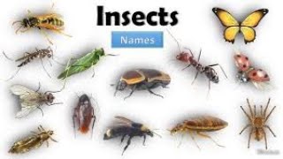 Insects Name In English With Realistic Pictures  Insects Vocabulary LittleBeesAzan [upl. by Eidnil484]