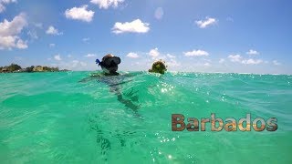 Paradise Found 7 Days of Tropical Delights in Barbados [upl. by Yruam]