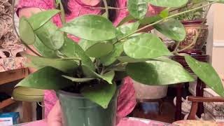 Unboxing Hoya verticillata Plants ‘Black Margin’hoya [upl. by Nylannej819]