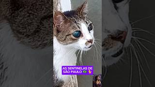 AS SENTINELAS DE SÃO PAULO 🇧🇷🐈QueHistoriaeEssaMax [upl. by Wendy]