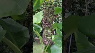 Wow I Saw Long Bunch of Banana Fruit shortvideo musaceae musa plantains floweringplants [upl. by Niessuh]