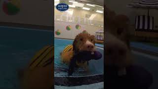 Duck Tolling Retriever Swim Session [upl. by Aynas982]