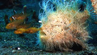 This Hairy Frogfish’s Bite is Too Fast For SlowMotion [upl. by Jeniffer]