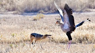 SECRETARY BIRD HARASSES JACKAL [upl. by Tallulah]