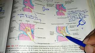 DEVELOPMENT OF EAR in simple way wih important questions part 4 [upl. by Albright260]