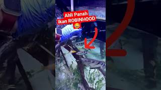 IKAN ROBINHOOD❓❓ ARCHER FISH IKAN PEMANAH NO 1 DI DUNIA ikanunik archerfish viral fyp shorts [upl. by Onitram]