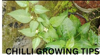 tips for chilli growing happy gardening [upl. by Aekin]