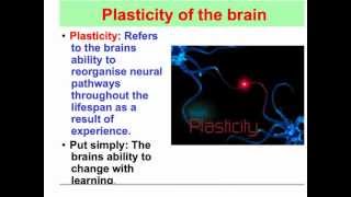 Plasticity of the brain  VCE Psychology [upl. by Spohr]