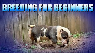 Dog breeding for beginners [upl. by Stilwell]