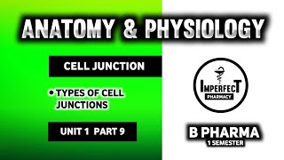 Cell Junctions  Types Of Cell Junctions  Human Anatomy And Physiology  HAP  B Pharma 1st Sem [upl. by Phaedra]