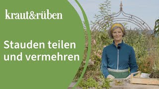 Stauden teilen und vermehren  Unsere BiogartenWelt [upl. by Jo Ann153]