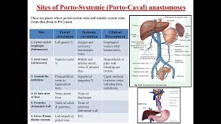 Lecture 12 Portal Vein [upl. by Rizas775]