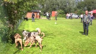 Catahoula playing with Catahoula bulldog and australian shepherd dog kelpy [upl. by Ahsenid]