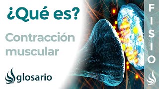 CONTRACCIÓN MUSCULAR  Qué es tipos cómo y dónde se produce cuál es su importancia para el cuerpo [upl. by Alodi140]