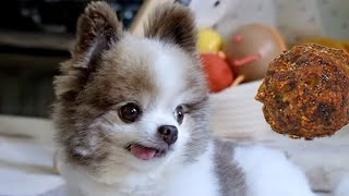 Cute Pomeranian Dog LOVES meatballs 🐶 [upl. by Elfie]