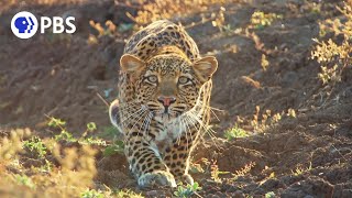 Leopard Hunts Baboon in Broad Daylight [upl. by Zsamot]