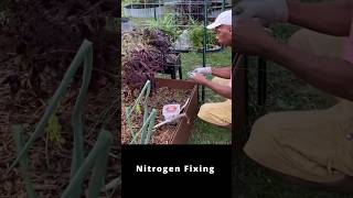 Nitrogen fixation with rhizobium bacteria garden gardening [upl. by Frederik710]