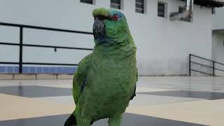 Talking to a very talkative Parrot [upl. by Flavio]