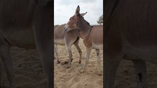 DONKEYS very happy animalvideos youtubeshorts [upl. by Innek198]