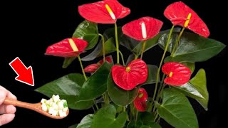 Sprinkle 1 spoon It causes anthuriums to grow quickly and bloom like crazy [upl. by Hedley]