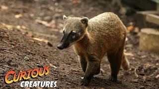 Coati  Curious Creatures [upl. by Levina]