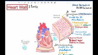 Intercalated discsamp Conducting System of The Heart BNS University [upl. by Ahseyd859]