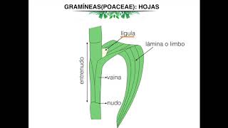 Morfología de gramineas Poaceae [upl. by Ecinhoj]