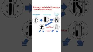 Scheme of meiosis in Neurospora crassa education microbiology cellanalysis genetics [upl. by Sidon100]