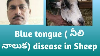 Blue tongue disease in sheepits causessymptomspreventionvaccination etc [upl. by Hameerak27]