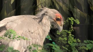 ヘビクイワシ 上野動物園 2020年9月11日 [upl. by Steffen]