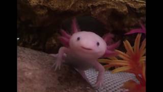 Cute Axolotl yawning [upl. by Aihselef979]