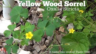 ⟹ YELLOW WOODSORREL  Oxalis Stricta  another plant to know about survival food [upl. by Belshin]