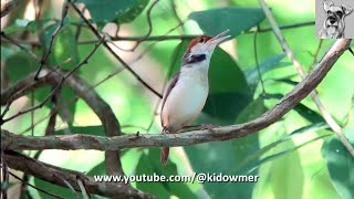 BIRD SONG Compilation RUFOUSTAILED TAILORBIRDs repertoire of calls [upl. by Ecirad67]