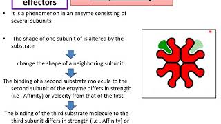 REGULATION OF ENZYME ACTIVITY [upl. by Sheena468]