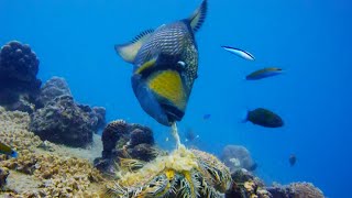 Titan Triggerfish Aggressively Defends Coral Reef  Wild Thailand  BBC Earth [upl. by Naryt]