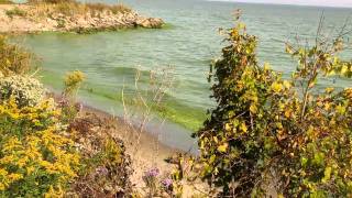 Algal Bloom Lake Erie Oct 8 2011 [upl. by Lseil]