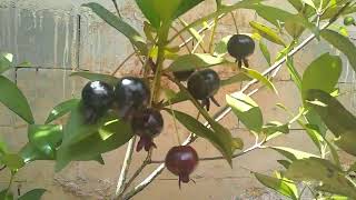 grumixama eugenia brasiliensis produzindo em vaso colheita e degustação fruta nativa do Brasil [upl. by Htbazile]