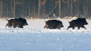 Battue au sanglier dans les vosges [upl. by Aniloj]