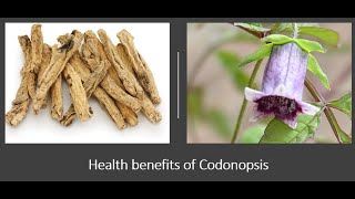 Codonopsis Benefits [upl. by Ailad2]