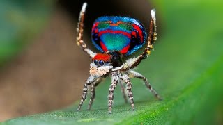 Peacock Spider 12 Maratus caeruleus [upl. by Nannerb]