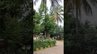 BEAUTIFUL CEDAR DEODAR TREEampCOCONUT TREE BOTH FOUND ONLY IN BANGALORESIMLA ONLY CEDAR NO COCONUT [upl. by Hyacintha]