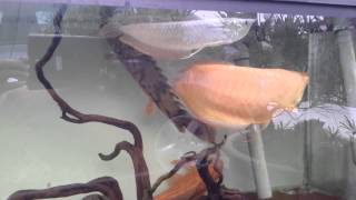 Albino silver Arowana and Electric Blue Acara [upl. by Spike]