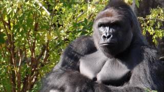 Harambe Lives CoH Slideshow [upl. by Obe685]