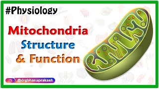 Mitochondria Structure and Function Animation  USMLE Step 1 Physiology [upl. by Koosis]