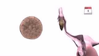 General Embryology  Detailed Animation On Implantation [upl. by Melamie]